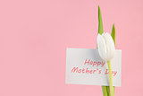 White tulip with a happy mothers day card on a pink background