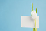 White tulip with a blank card on a blue background