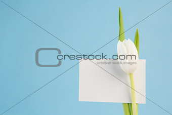 White tulip with a blank card on a blue background