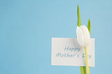 White tulip with a happy mothers day card on a blue background