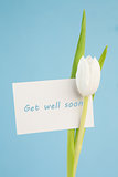 White tulip with a get well soon card on a blue background