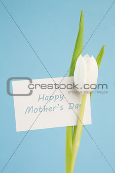 Beautiful white tulip with a happy mothers day card on a blue background