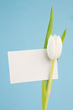 Beautiful white tulip with an empty card on a blue background