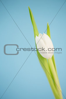 Beautiful white tulip on a blue background
