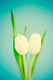Two white tulips on a blue background