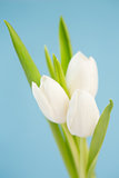 Three white tulips on a blue background
