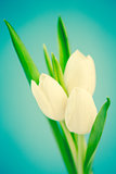 Three beautiful white tulips on a blue background