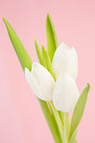 Three beautiful white tulips on a pink background