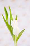 Three beautiful white tulips