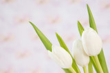 Close up of three beautiful white tulips