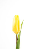 Yellow tulip on a white background