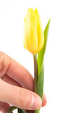 Hand holding a yellow tulip on a white background