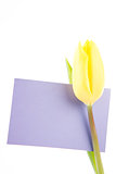 Yellow tulip with a mauve and empty card on a white background
