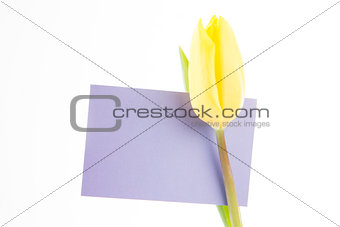 Yellow tulip with a mauve and blank card on a white background