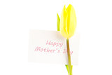 Yellow tulip with a white happy mothers day card