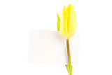 Yellow tulip with a blank white card close up