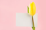 Yellow tulip with an empty card