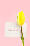 Yellow tulip with a white happy easter card on a pink background