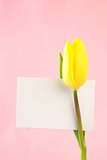 Yellow tulip with a blank white card on a pink background