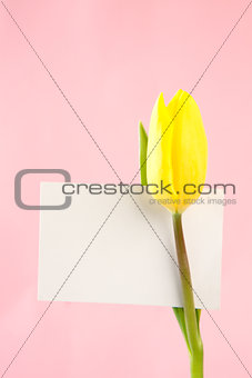 Yellow tulip with a blank white card on a pink background