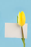 Yellow tulip with a blank white card on a blue background