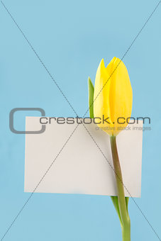 Yellow tulip with a blank white card on a blue background