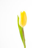 Beautiful yellow tulip on a white background