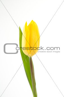 Blooming yellow tulip on a white background