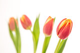 Close up of four beautiful tulips in line on a white background