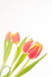 Close up of four tulips in line on a white background