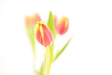 Three beautiful tulips on a white background