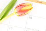 Close up of a beautiful tulip on a calendar marking mothers day