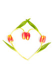 Four tulips in a heart shape