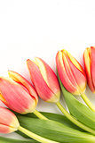 Close up of five blooming tulips on a white background