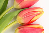 Close up of three blooming tulips on a white background