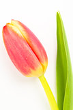 Close up of a beautiful tulip on a white background