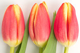 Close up of three beautiful tulips on a white background
