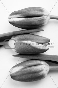 Three beautiful tulips on a white background in black and white
