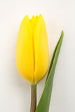 Yellow blooming tulip on white background