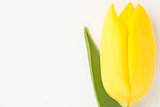 Yellow blooming tulip close up on white background