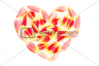 Tulips petal in a heart shape