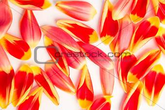 Blooming tulips petal on a white background