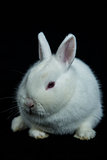 Pet vienna white rabbit with albinism