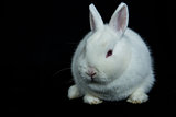 Pet vienna white rabbit