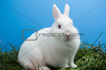 Fluffy white bunny