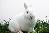 Fluffy white bunny rabbit sitting on grass