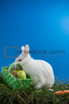 Fluffy bunny rabbit sitting on grass with basket of easter eggs