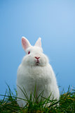 Cute white bunny sitting on grass