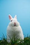 Cute fluffy bunny sitting on grass