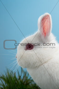 White fluffy rabbit with pink ears and eyes